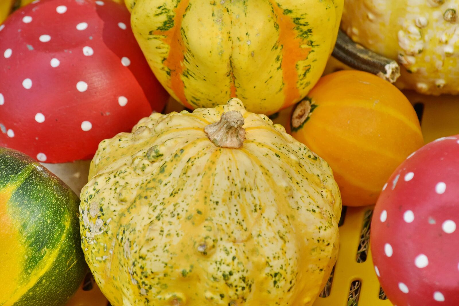 Nikon D5500 sample photo. Produce, squash, autumn, vegetable photography