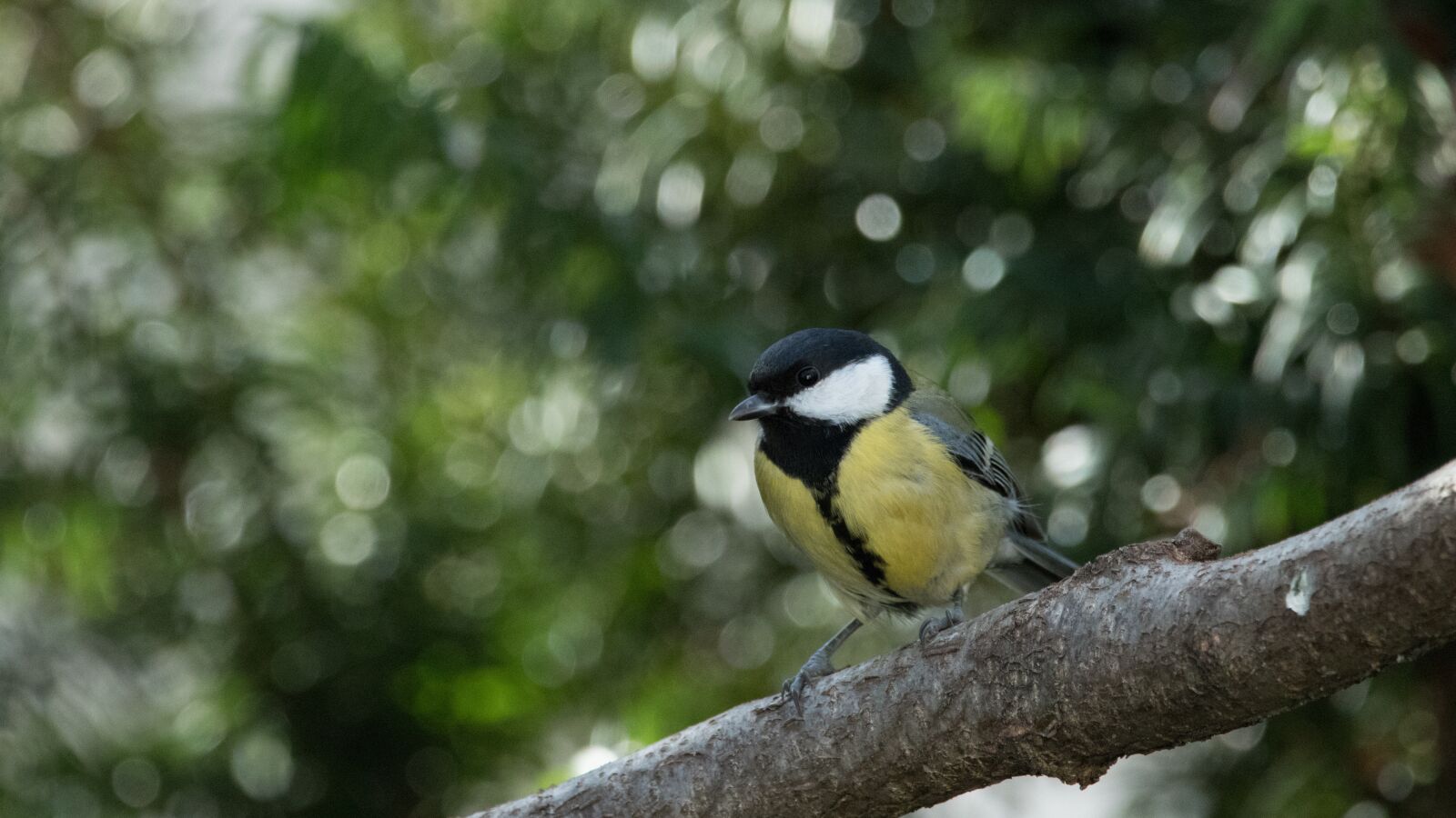 150-600mm F5-6.3 DG OS HSM | Contemporary 015 sample photo. Tit, bird, small bird photography