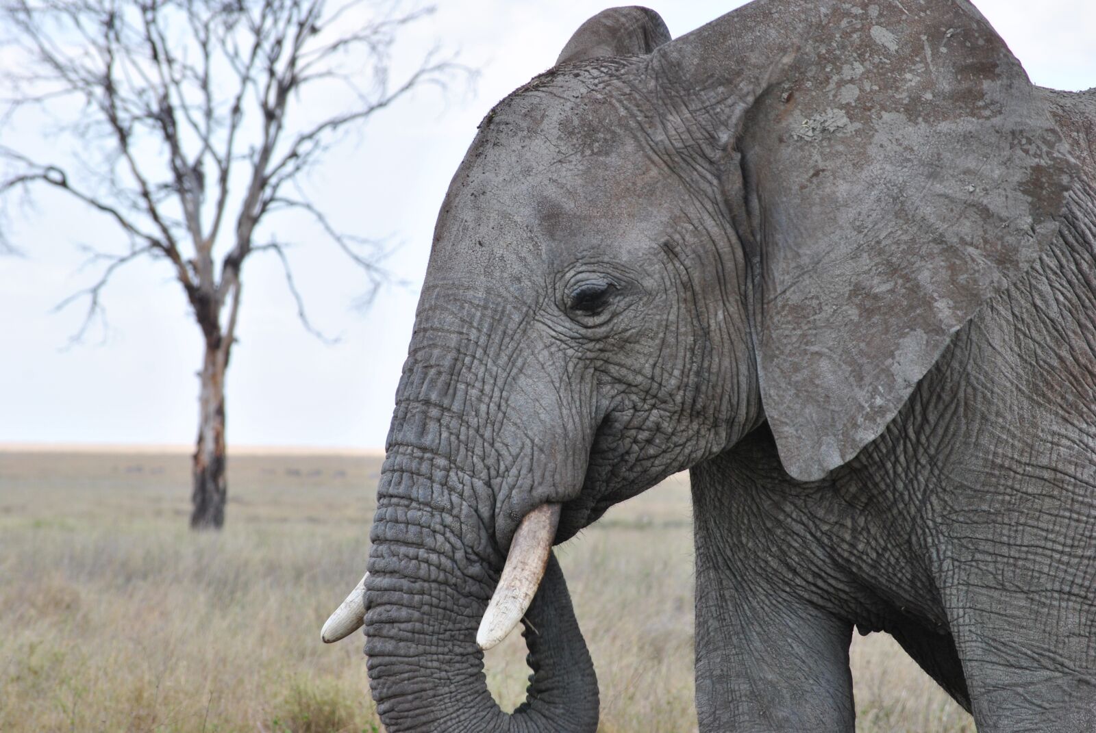 Nikon D3000 sample photo. Africa, tanzania, national park photography