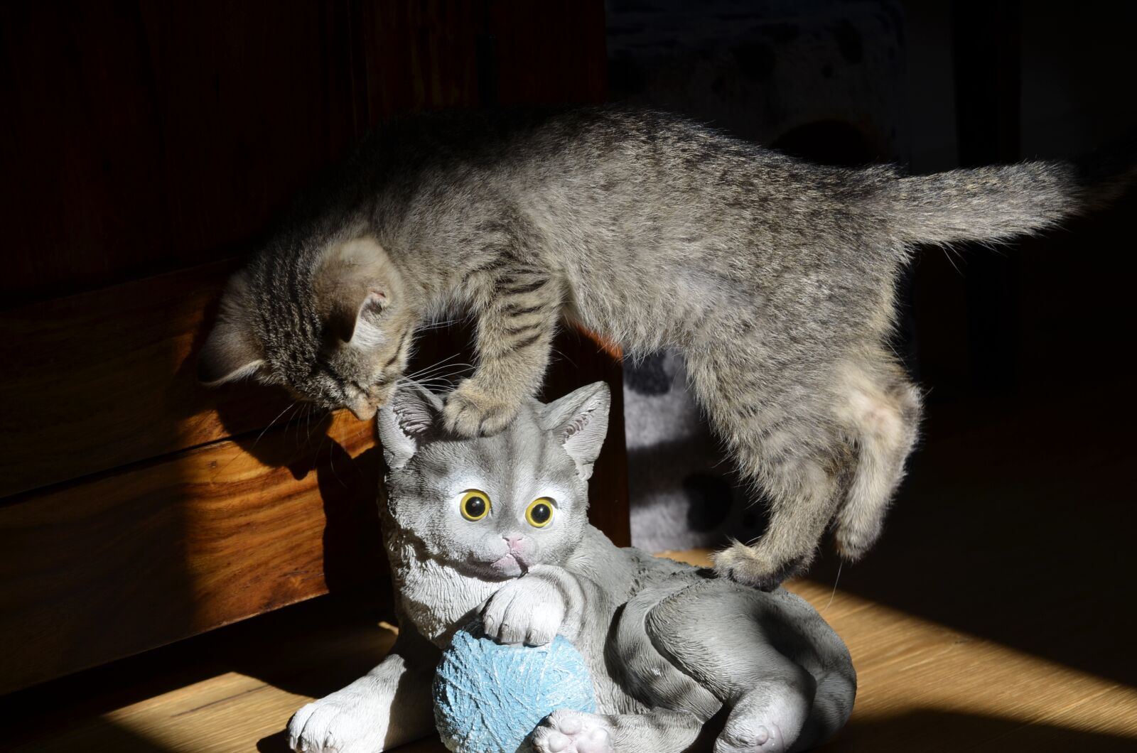 Nikon D5100 sample photo. Climb, cat, on the photography