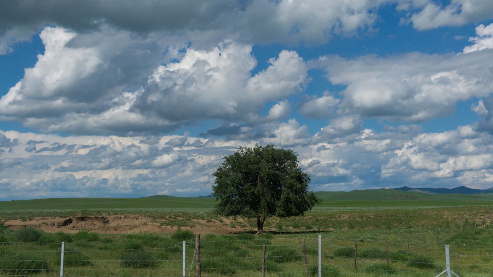 Sony a5100 sample photo. Lonely, tree, cloud photography