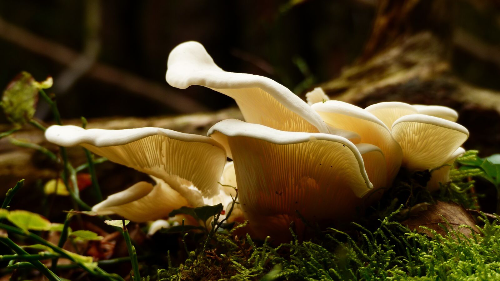 Panasonic Lumix DMC-FZ200 sample photo. Mushroom, wet, forrest photography