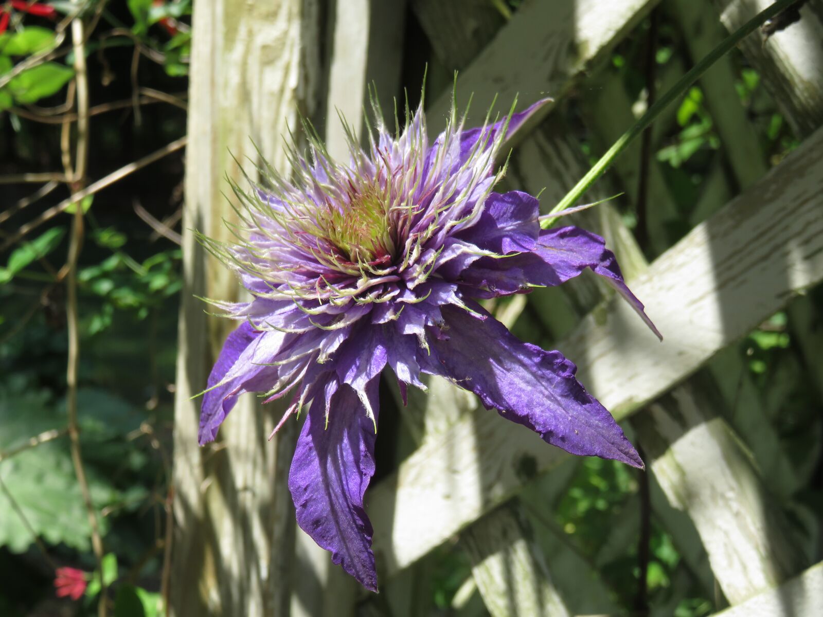 Canon PowerShot SX710 HS sample photo. Purple, clematis, spiky photography