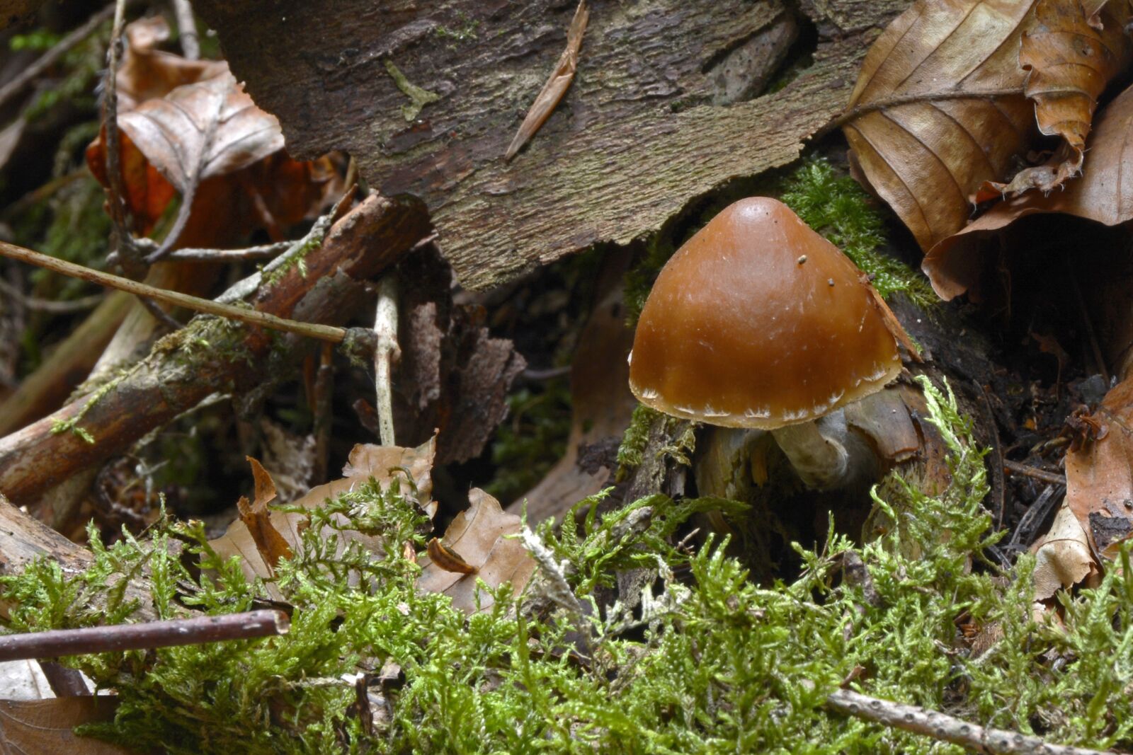 Nikon D7100 sample photo. Mushroom, agaric, forest mushroom photography