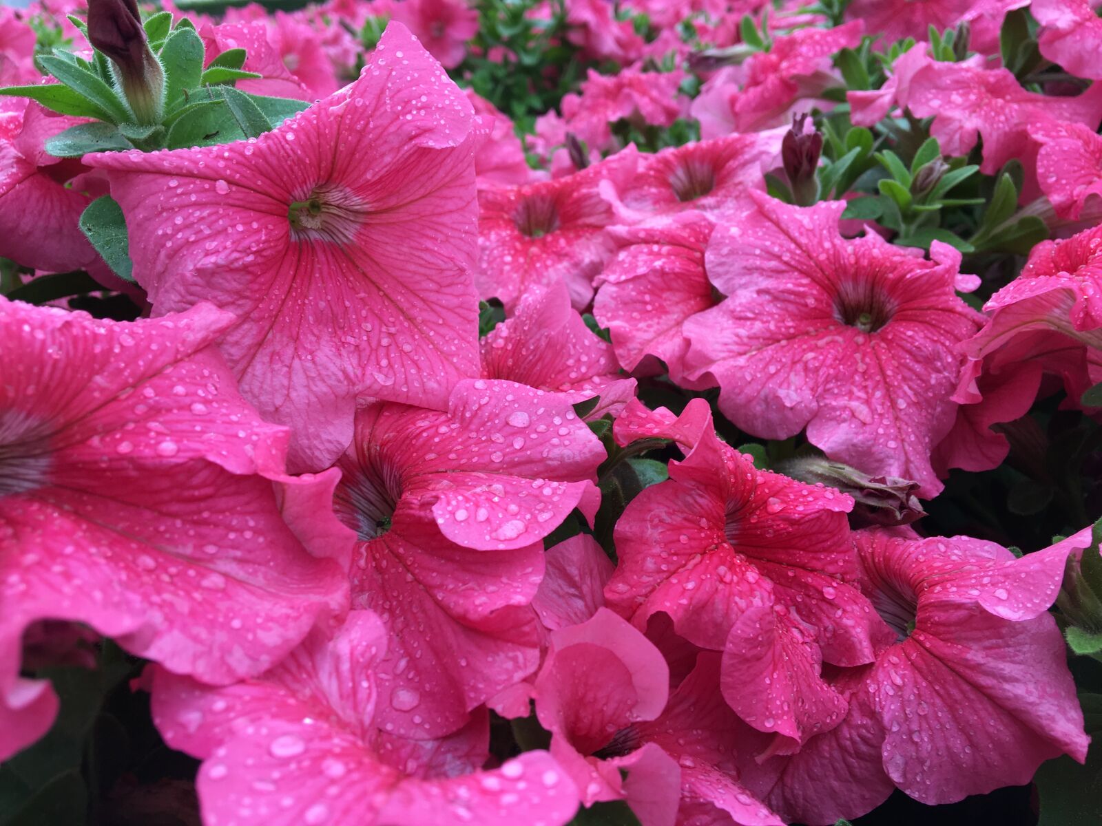 Apple iPhone 6s sample photo. Pink, beautiful, flowers photography