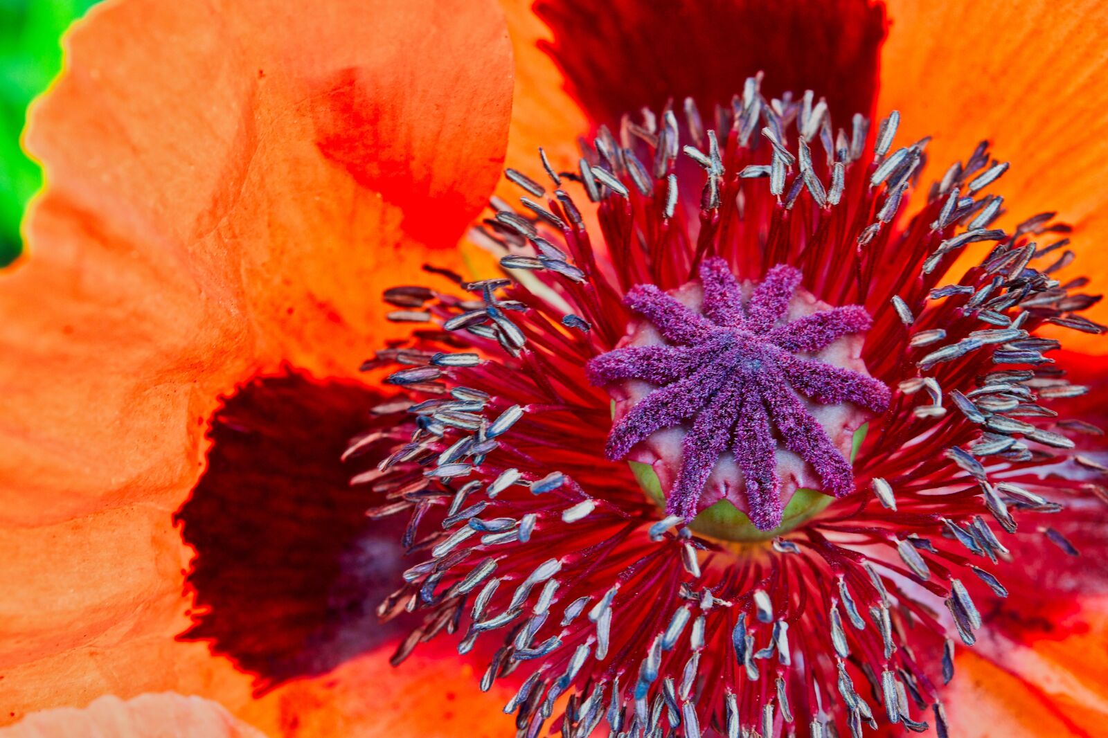 Nikon D5300 sample photo. Poppy, mohnstaude, flower photography