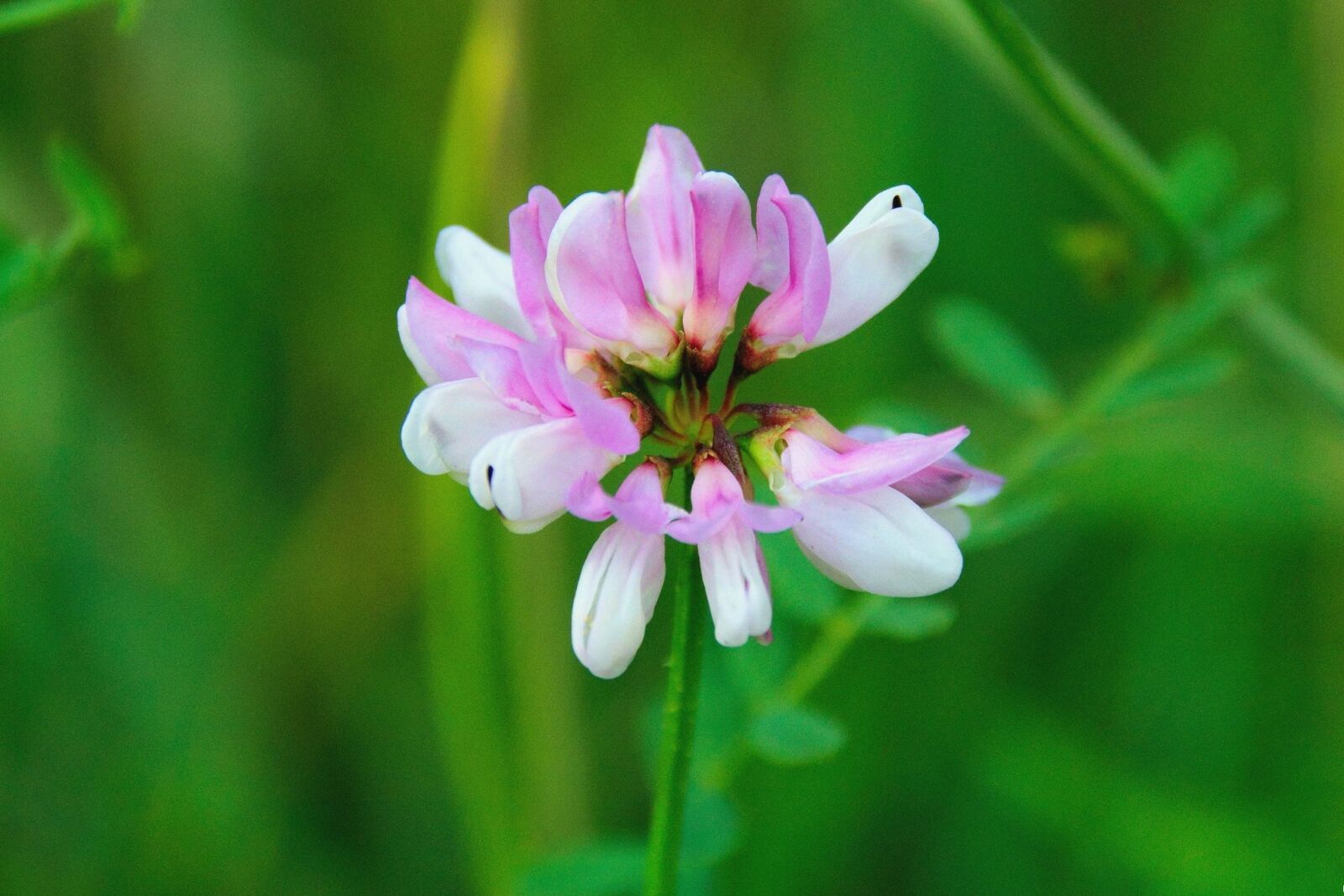 Nikon D3300 sample photo. Summer, flower, nature photography