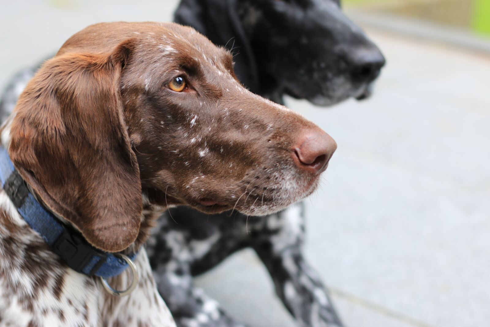 Canon EOS 70D + Canon EF 50mm F1.8 STM sample photo. Dogs, cute, pet photography