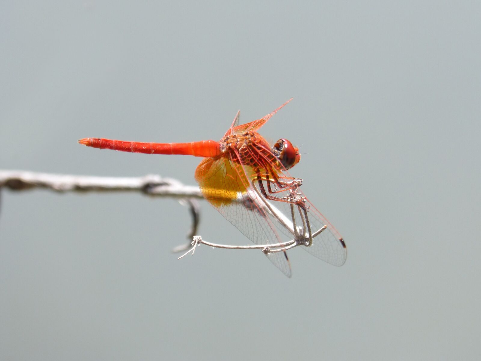 Panasonic DMC-FZ62 sample photo. Dragonfly, red dragonfly, erythraea photography