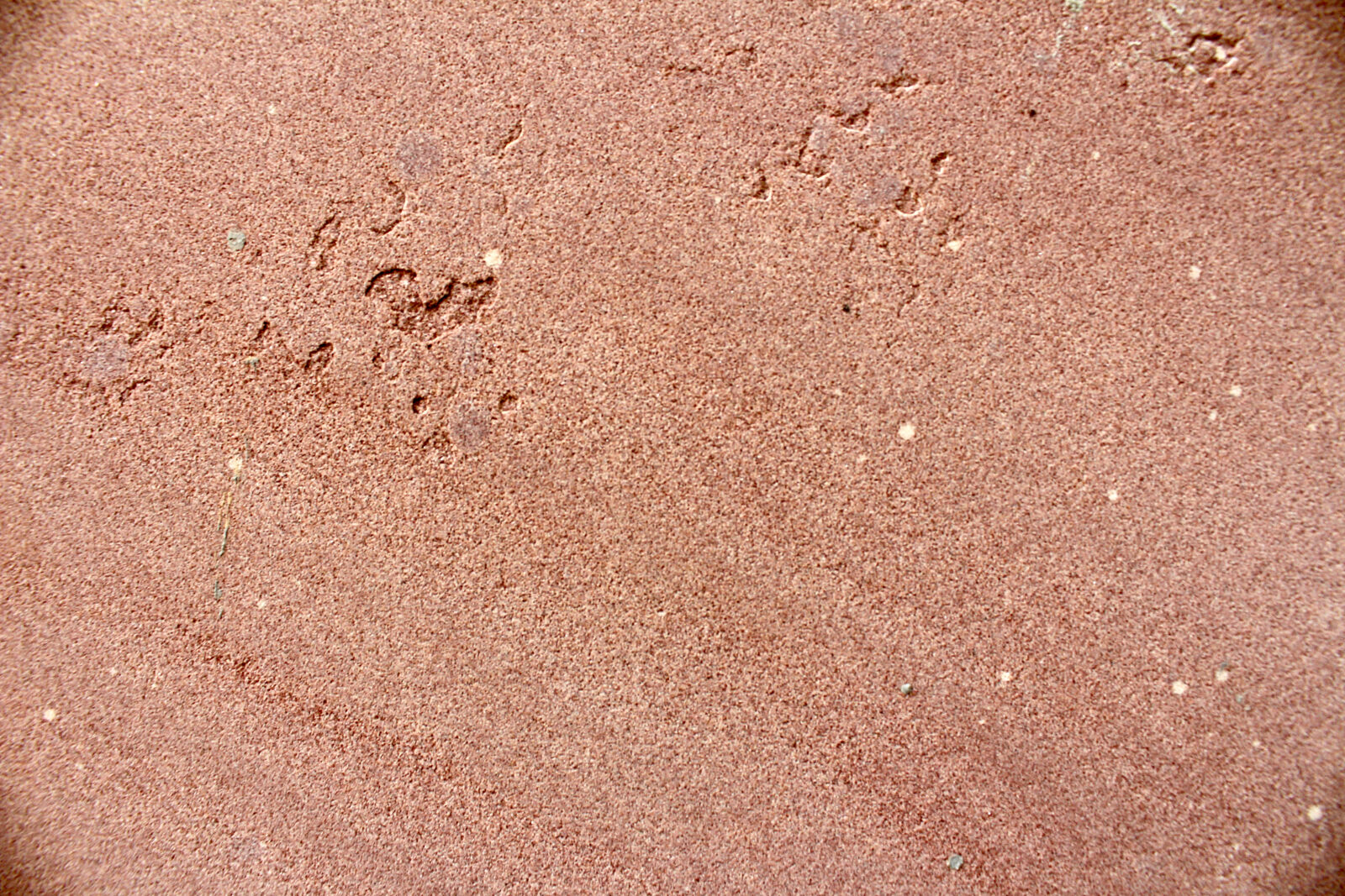 Canon EOS 650D (EOS Rebel T4i / EOS Kiss X6i) sample photo. Environment, nature, sand photography
