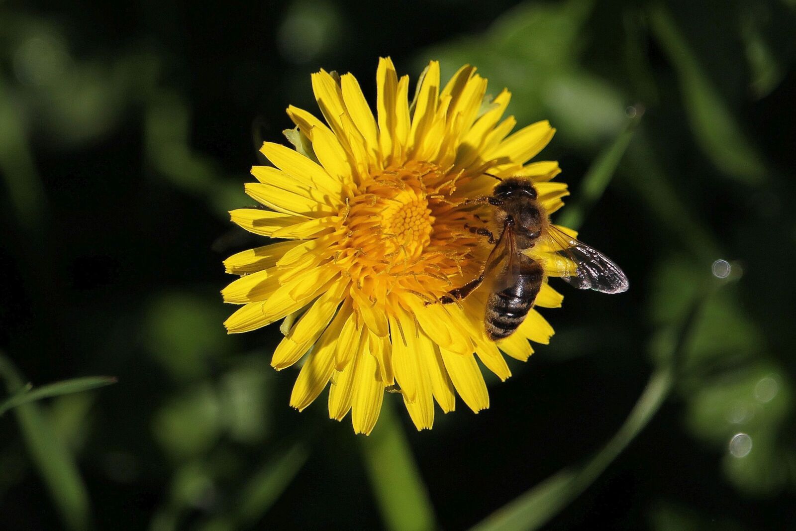 Canon EOS 60D sample photo. Macro, honey bee, flower photography
