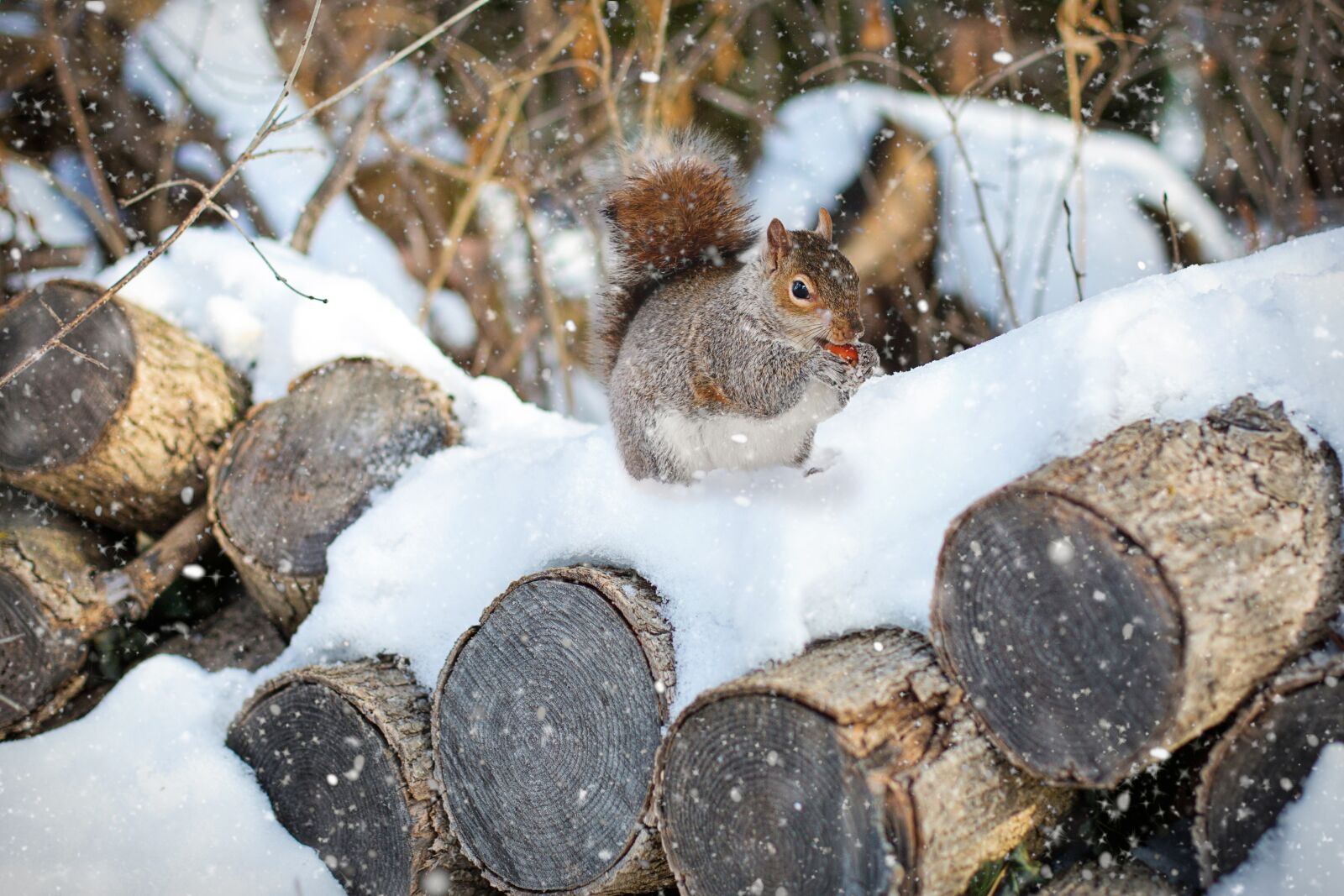 Canon EF 50mm F1.4 USM sample photo. Squirrel, winter, snow photography