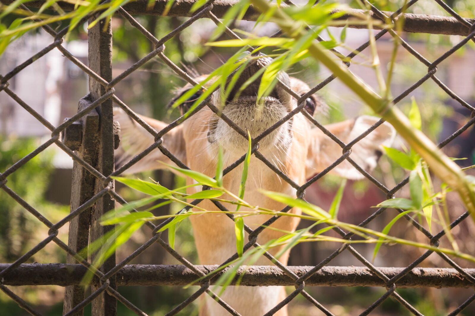 Nikon D5300 sample photo. Nature, wildlife, animal photography