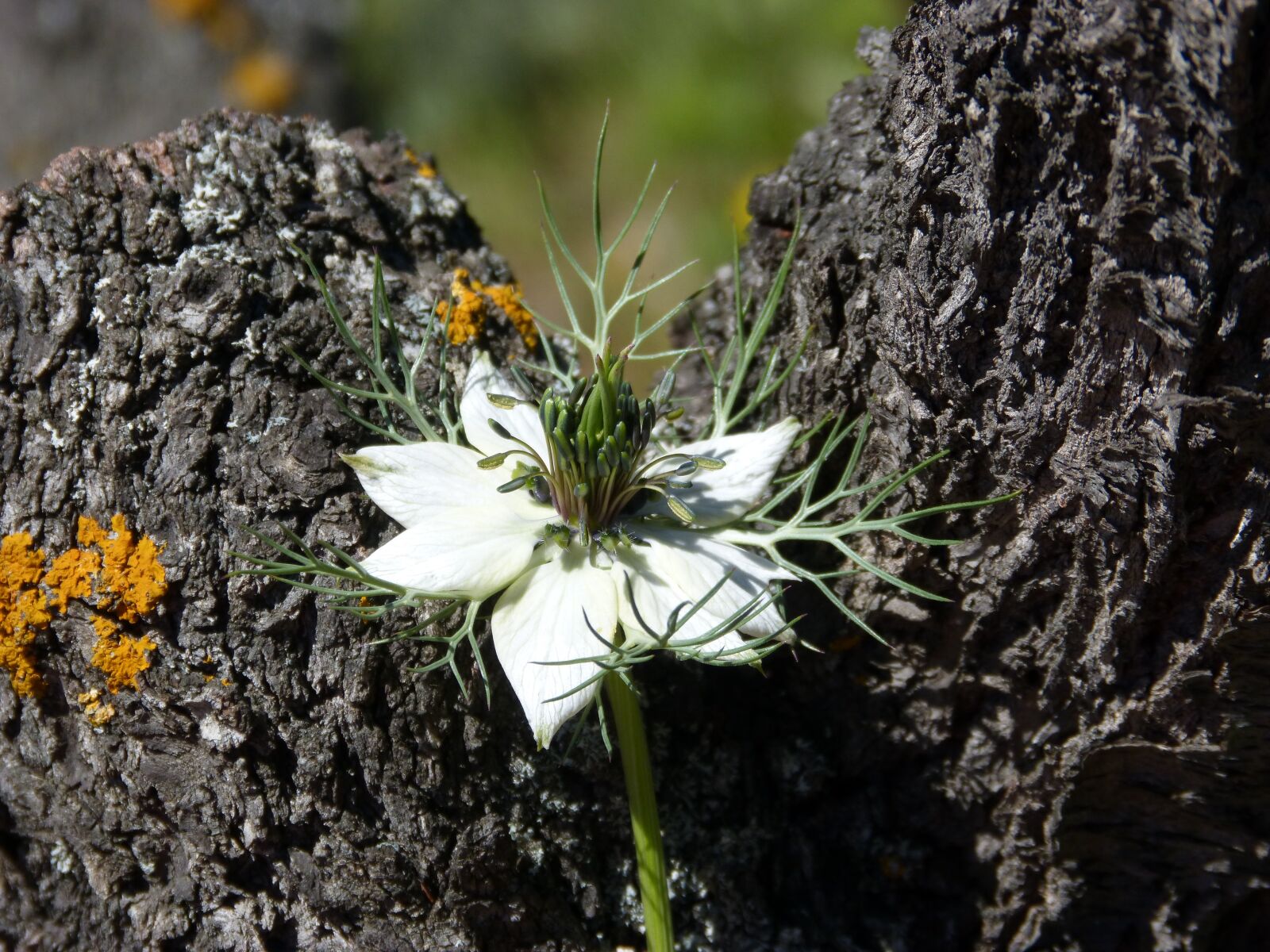 Panasonic DMC-FZ62 sample photo. Wild flower, almond crust photography