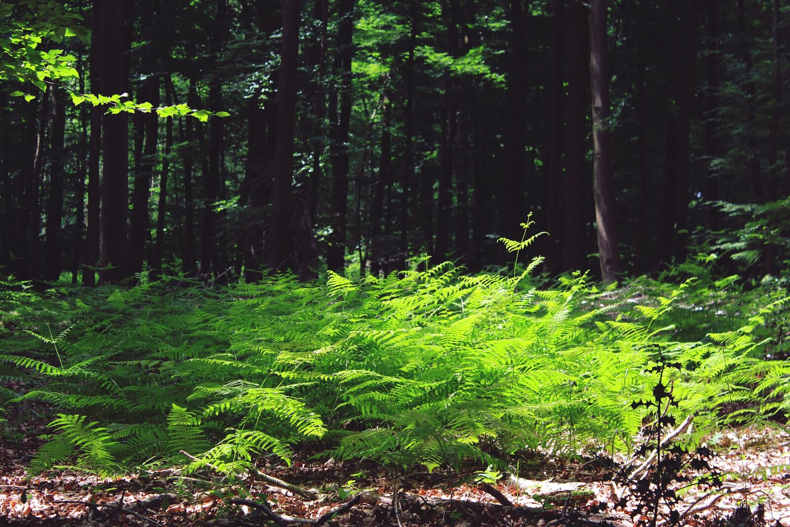 Canon EOS 1200D (EOS Rebel T5 / EOS Kiss X70 / EOS Hi) sample photo. Fern, forest, trees photography