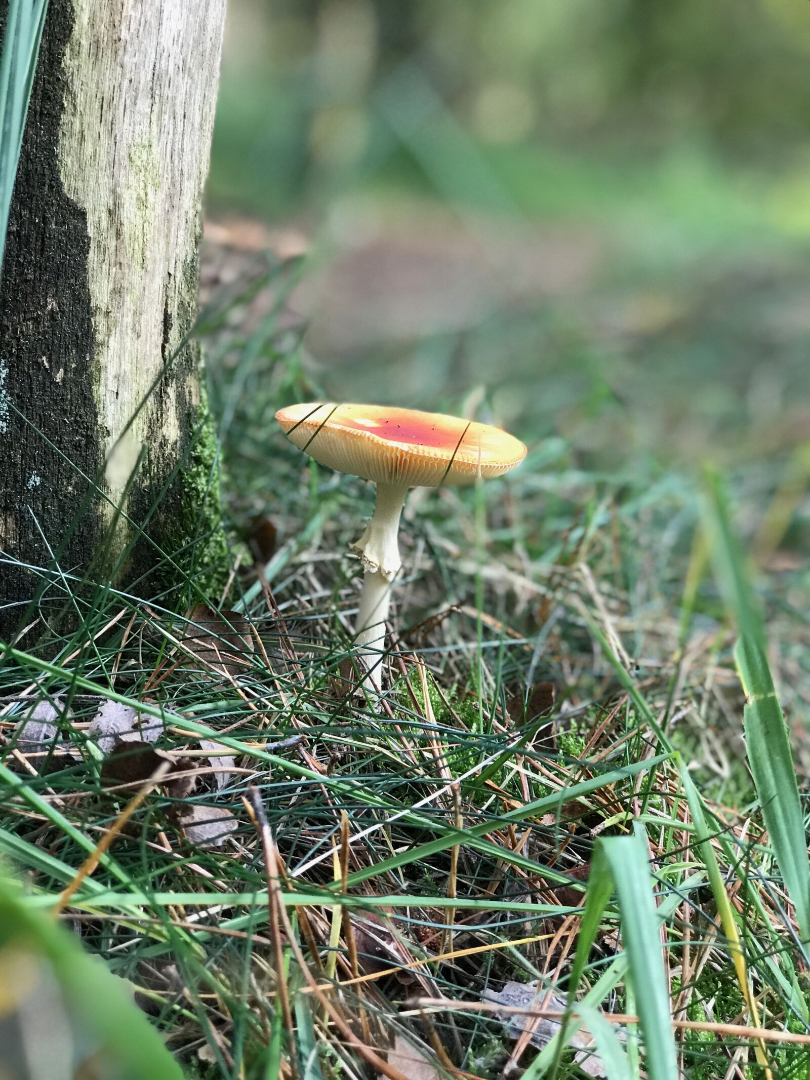 iPhone 7 Plus back dual camera 6.6mm f/2.8 sample photo. Autumn, forest, mushrooms photography