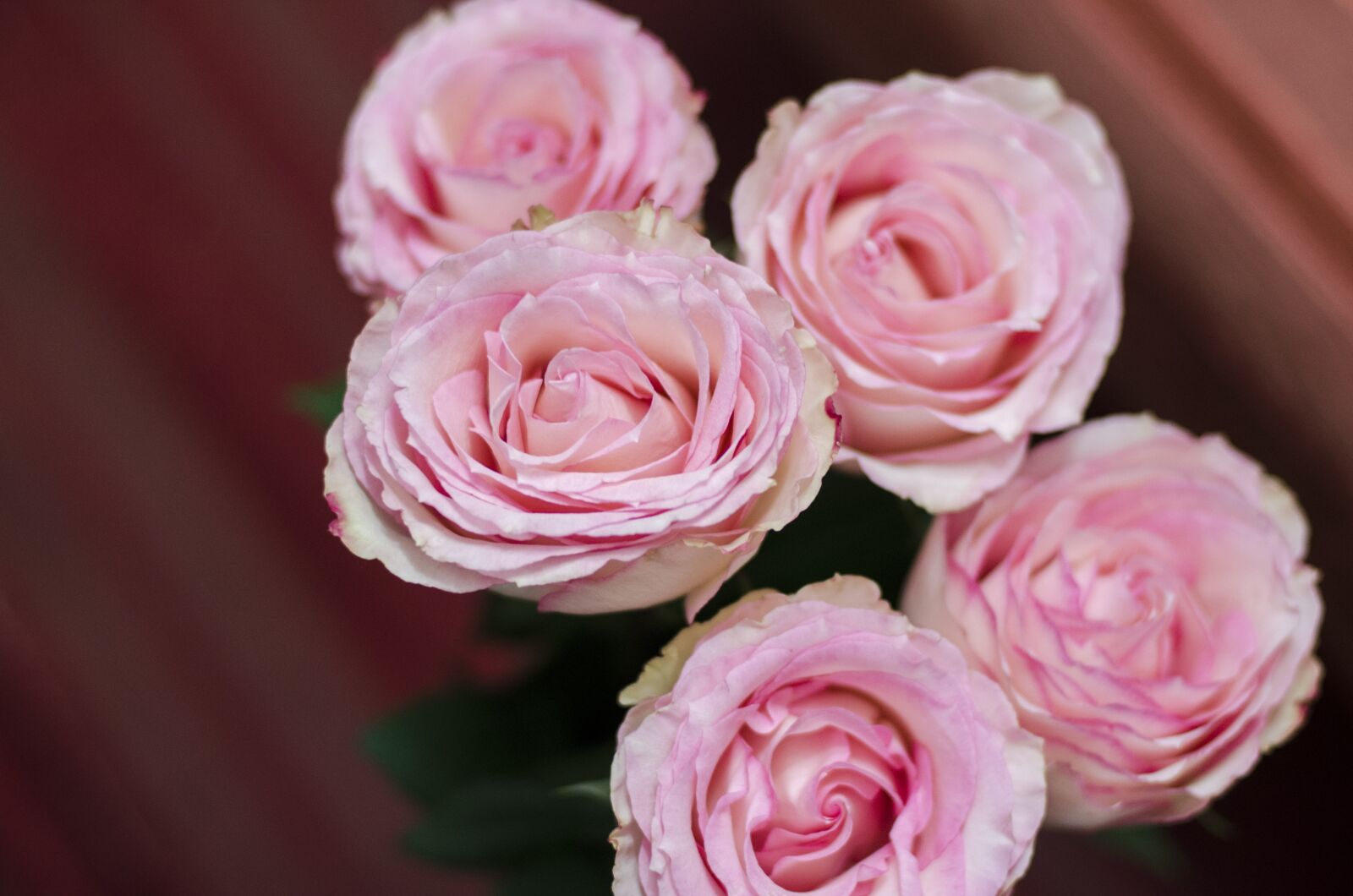 Nikon D7000 sample photo. Roses, pink roses, flower photography