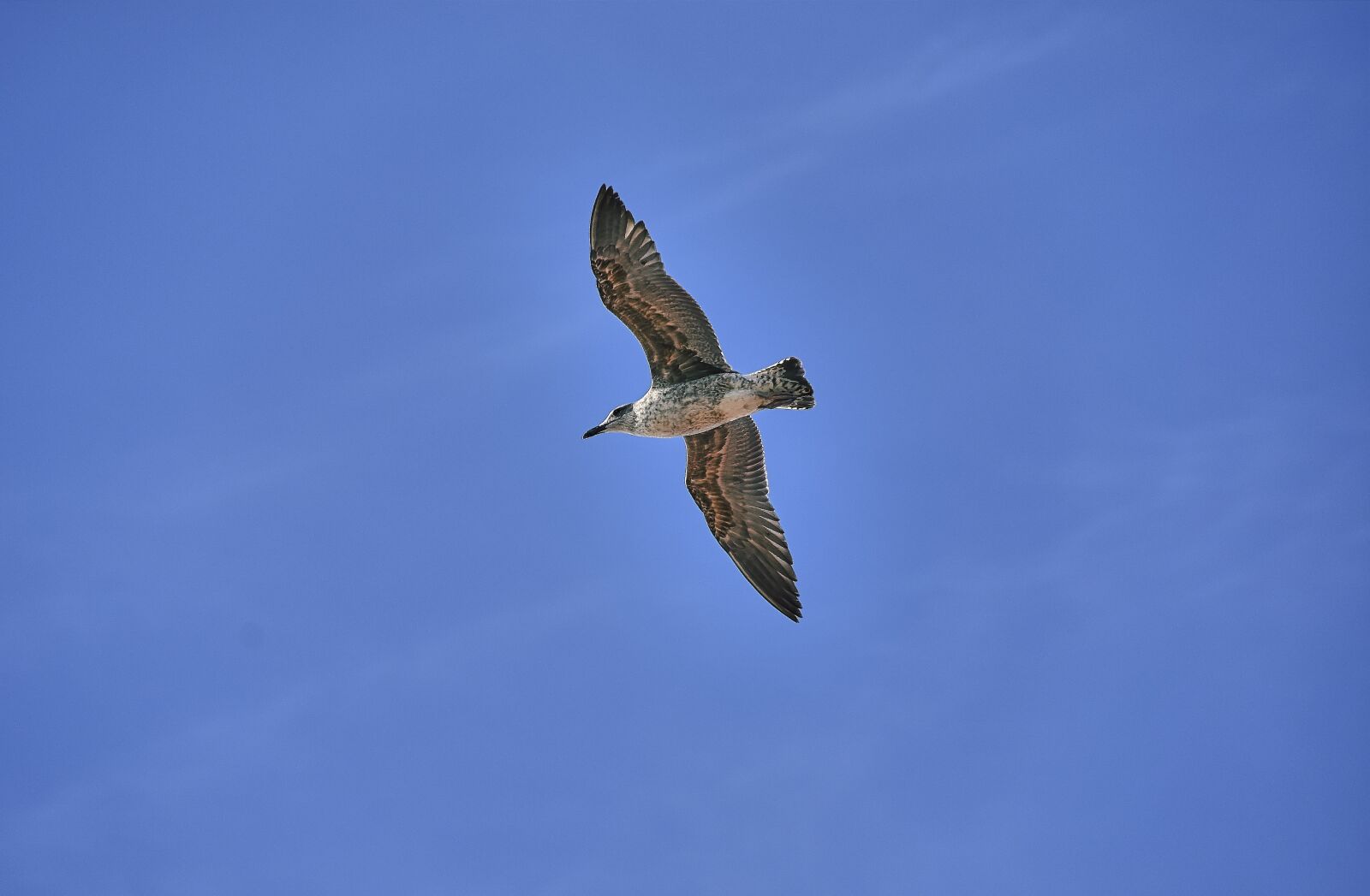 Nikon D7200 sample photo. Seagull, ave, flight photography