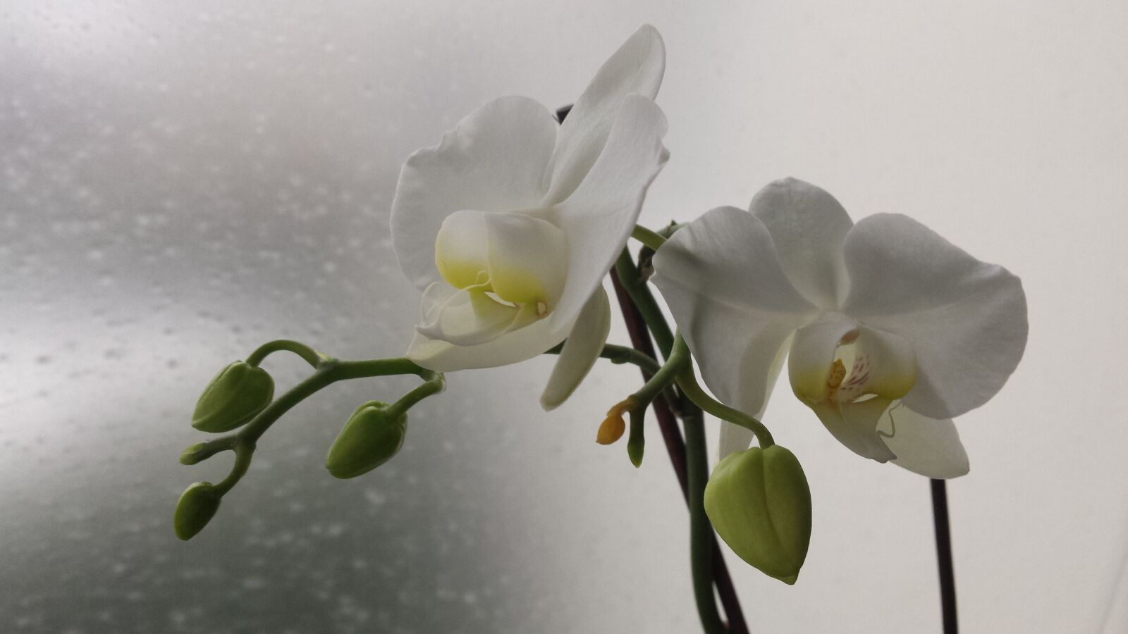 Samsung Galaxy S4 sample photo. White flower, rain, flowers photography