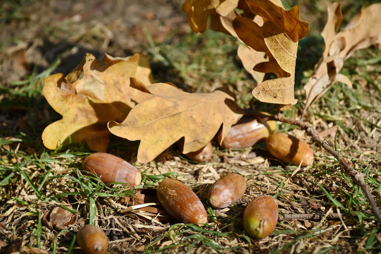 Nikon D5500 sample photo. Acorn, autumn season, branch photography