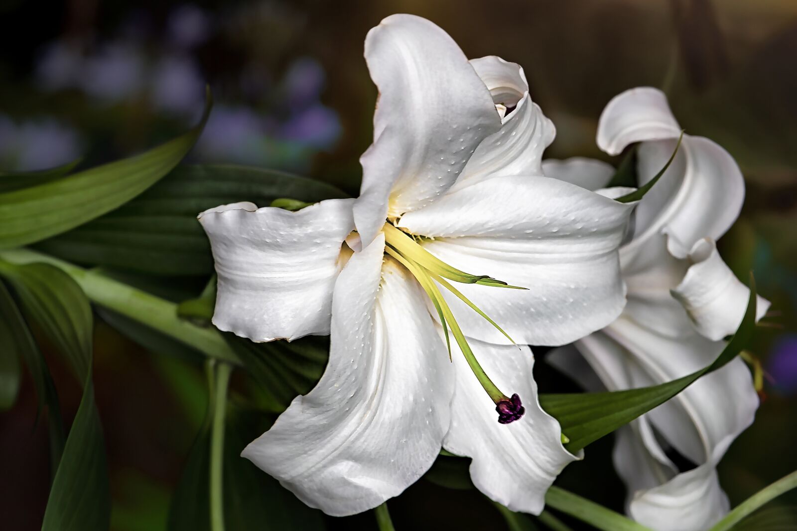 Nikon D3S sample photo. Flower, lily, lilium photography