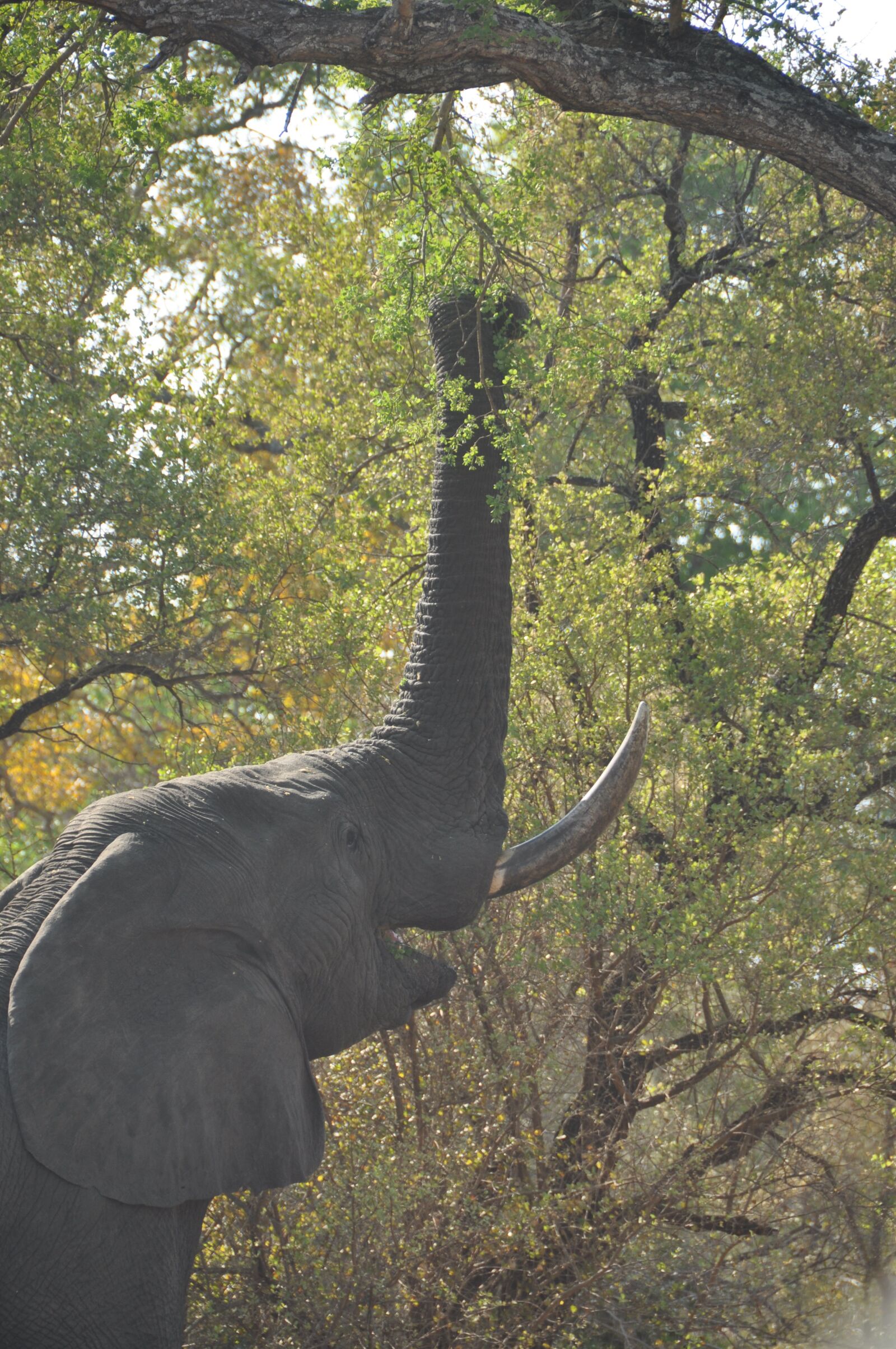 Nikon D90 sample photo. Elephant, africa, eating photography