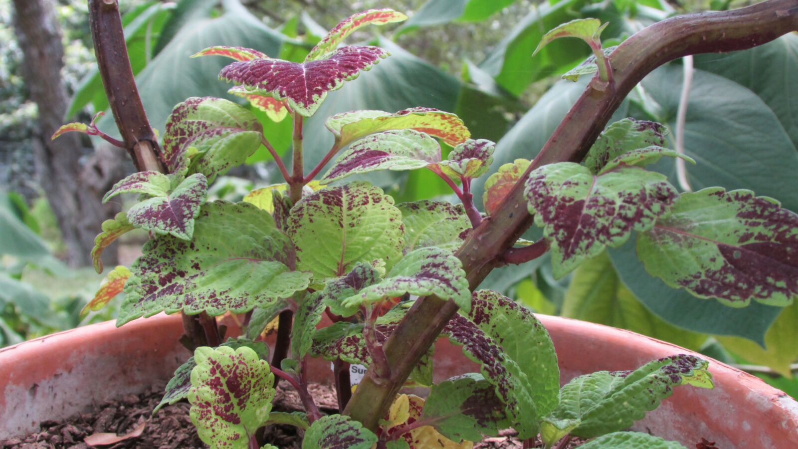 Canon PowerShot SX500 IS sample photo. Coleus, plant, texas plant photography