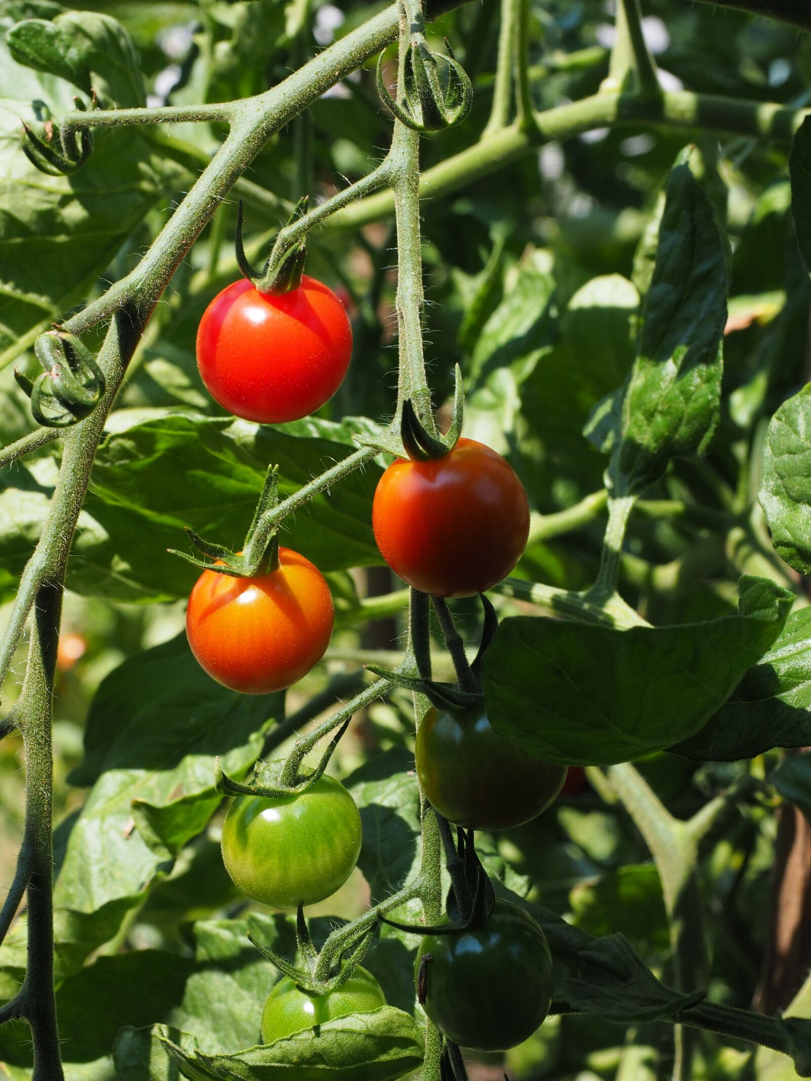 Olympus OM-D E-M1 + Olympus M.Zuiko Digital ED 12-40mm F2.8 Pro sample photo. Tomatoes, maturation, ripening process photography