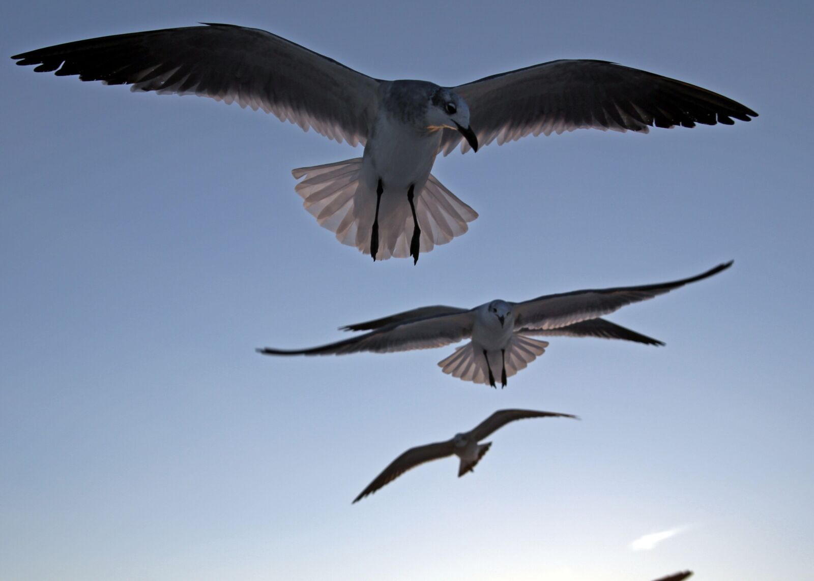 Canon EOS 50D sample photo. Birds, sky, flying photography