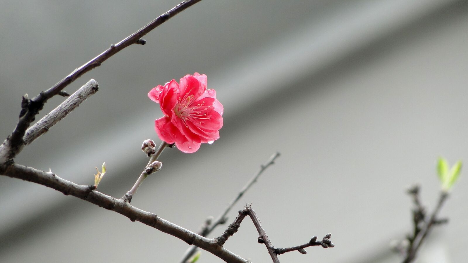 Sony Cyber-shot DSC-HX1 sample photo. Flower, peach blossom, spring photography