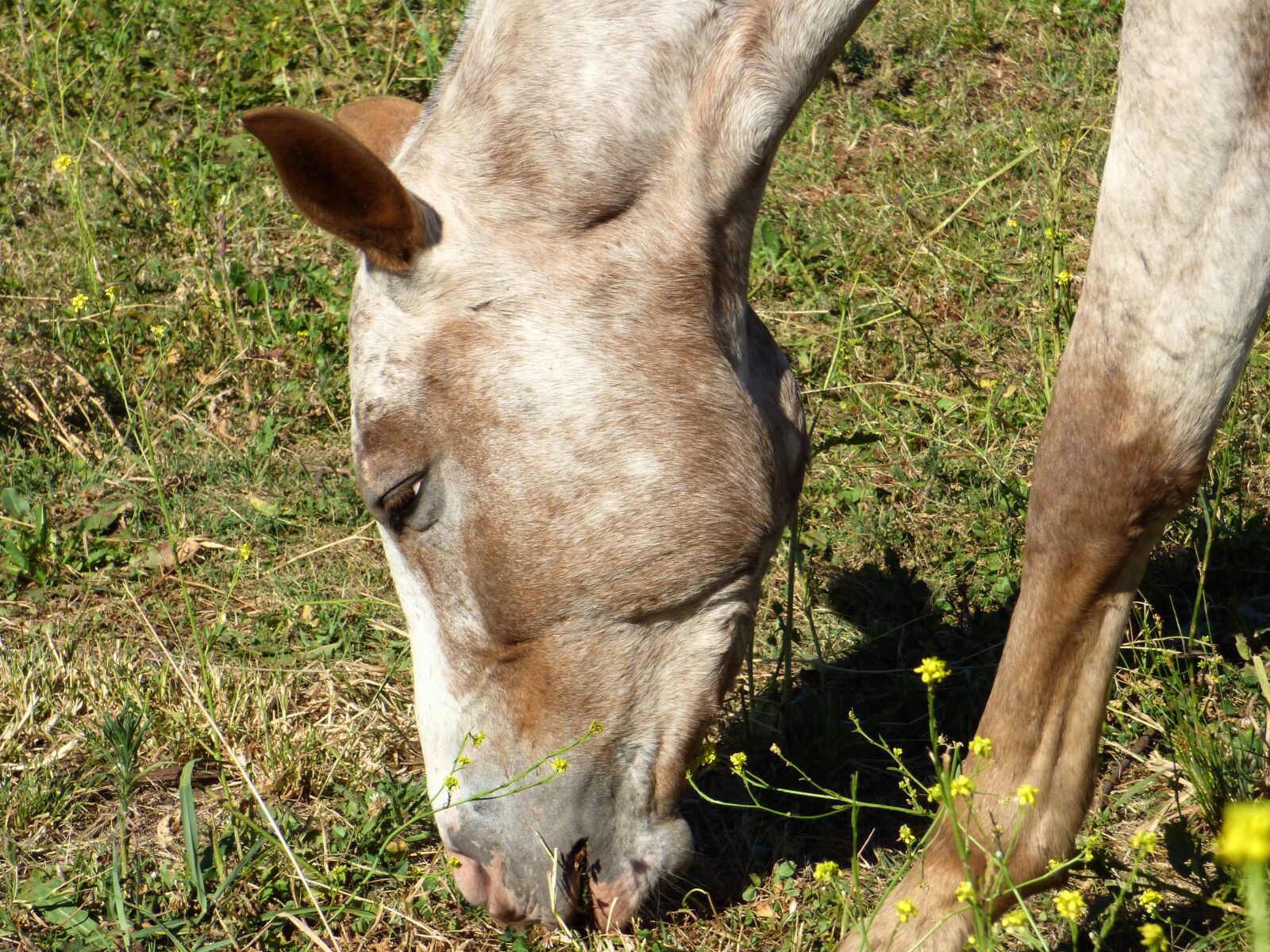 Panasonic Lumix DMC-FZ70 sample photo. Equine, animal, four legged photography