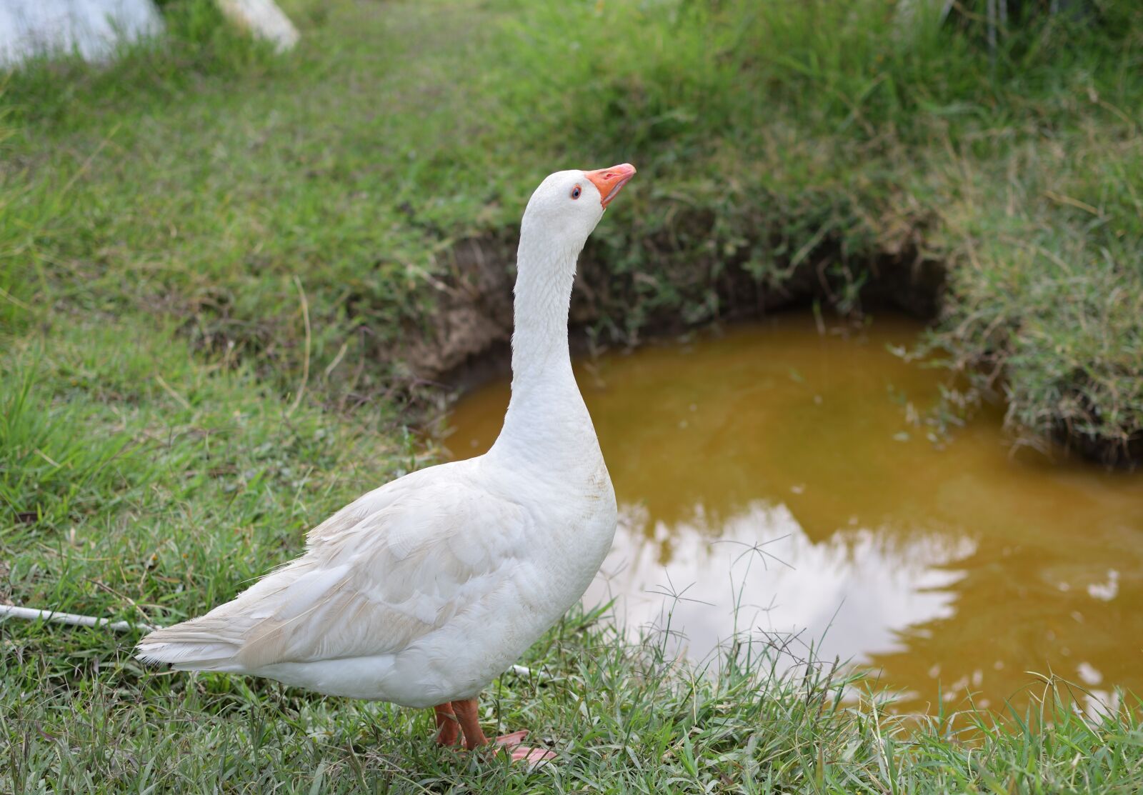 Nikon D5300 sample photo. Goose, ave, animals photography