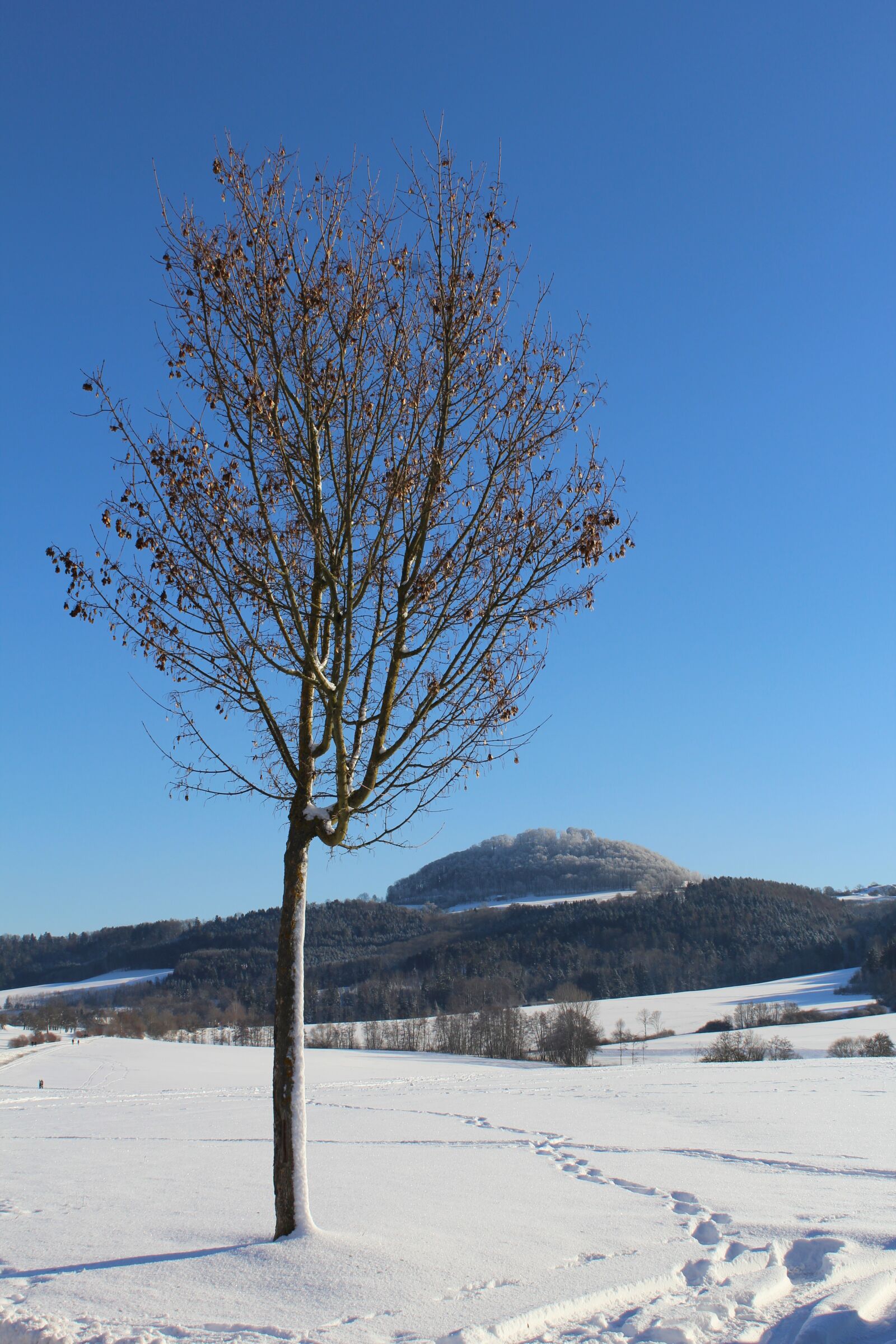 Canon EOS 1200D (EOS Rebel T5 / EOS Kiss X70 / EOS Hi) sample photo. Winter, snow, tree photography