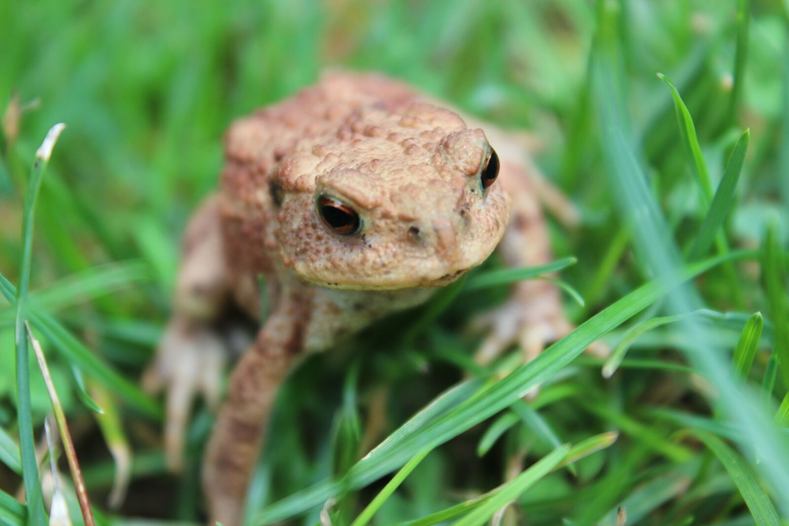 Canon EOS 600D (Rebel EOS T3i / EOS Kiss X5) sample photo. Toad, amphibians, grass photography