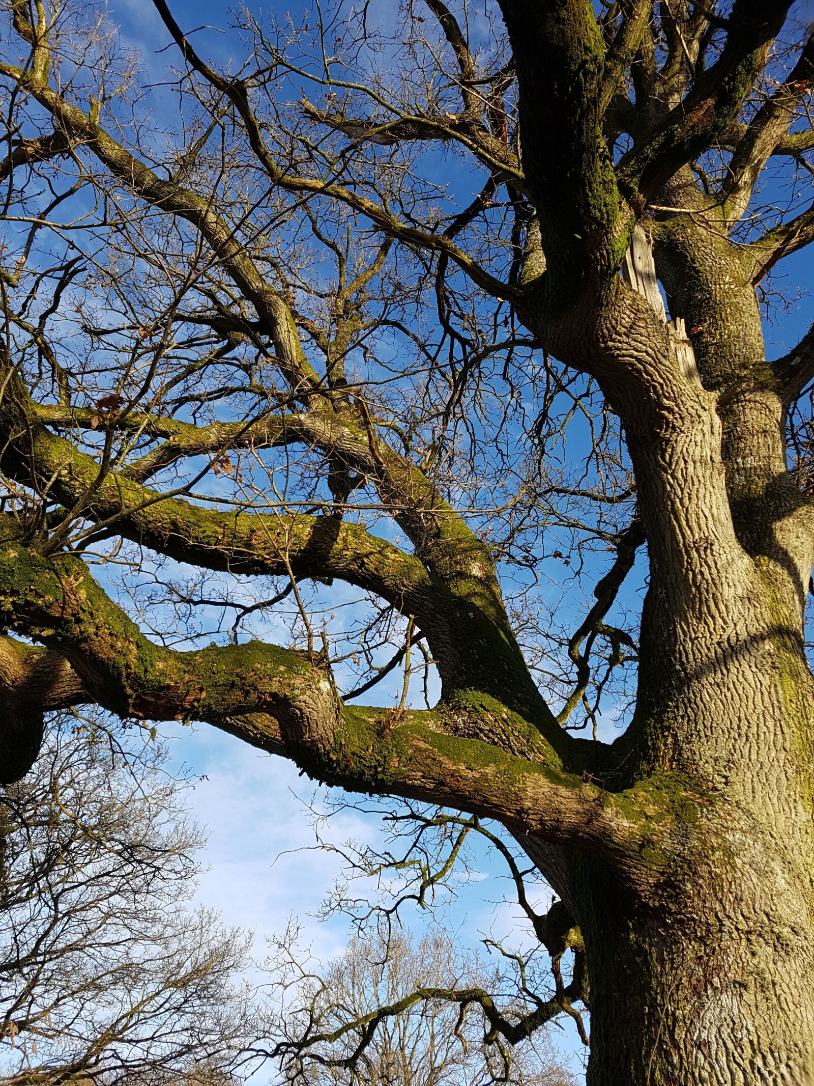 Samsung Galaxy S7 Edge sample photo. Wood, oak, winter photography