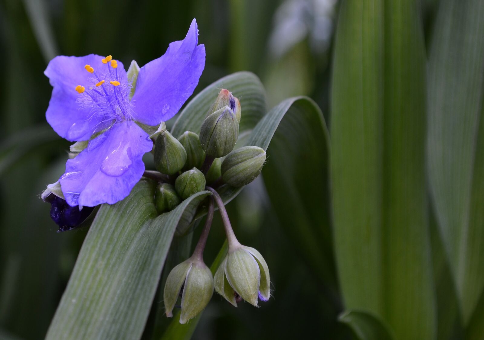 Nikon D3100 sample photo. Flower, nature, plant photography