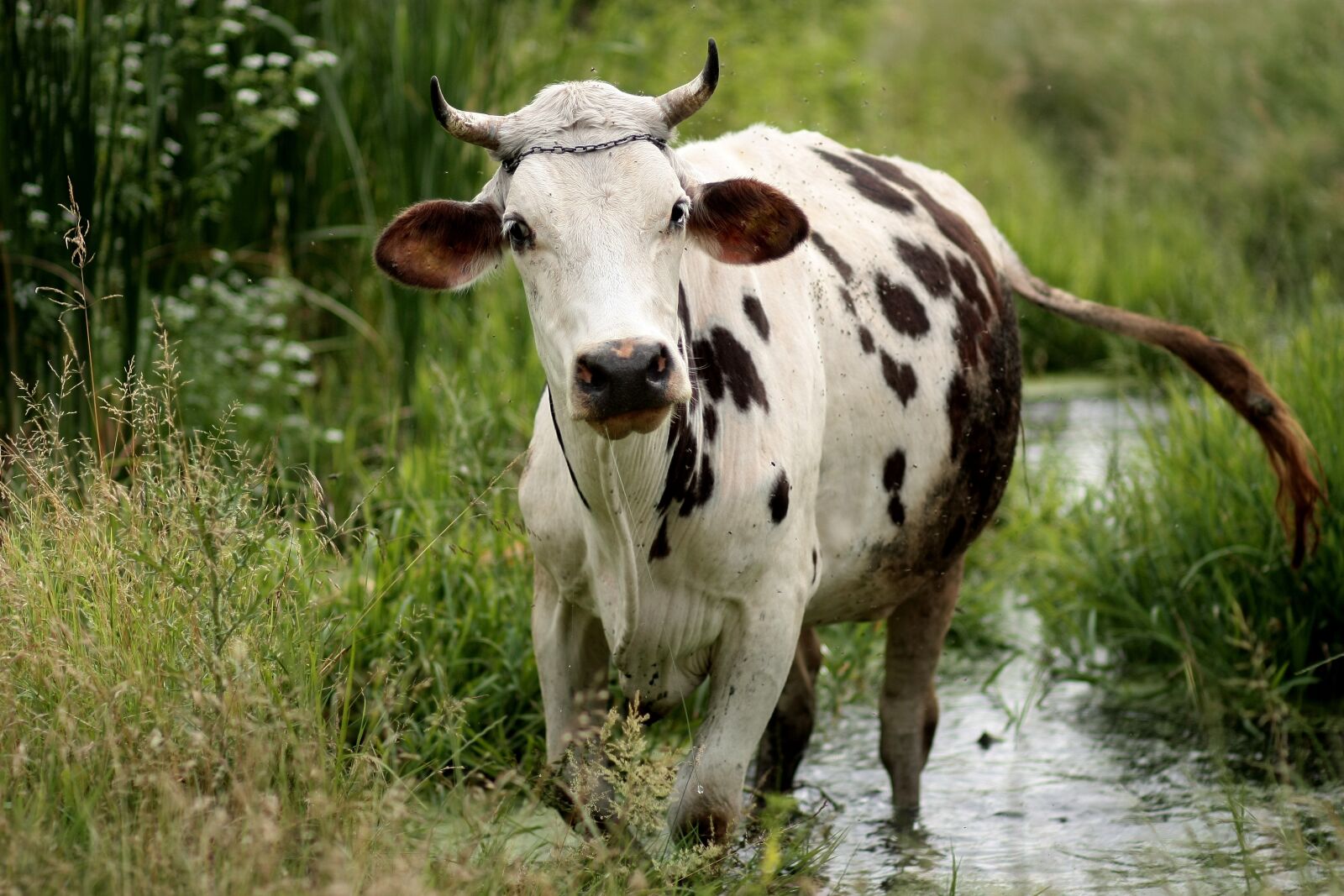 Canon EOS 450D (EOS Rebel XSi / EOS Kiss X2) sample photo. Cow, bovine, spotted photography