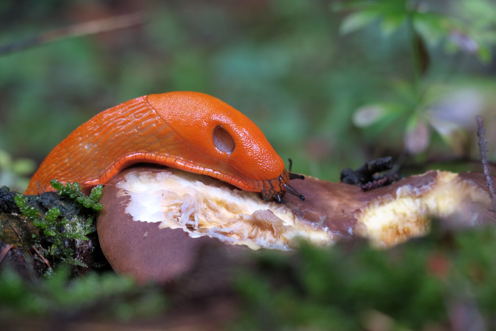 Canon PowerShot G3 X sample photo. Red wegschnecke, arion rufus photography