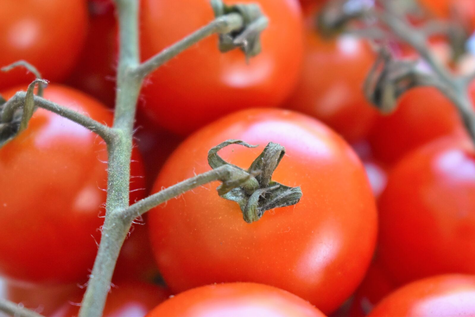 Nikon D5500 sample photo. Tomatoes, vegetables, datailaufnahme photography