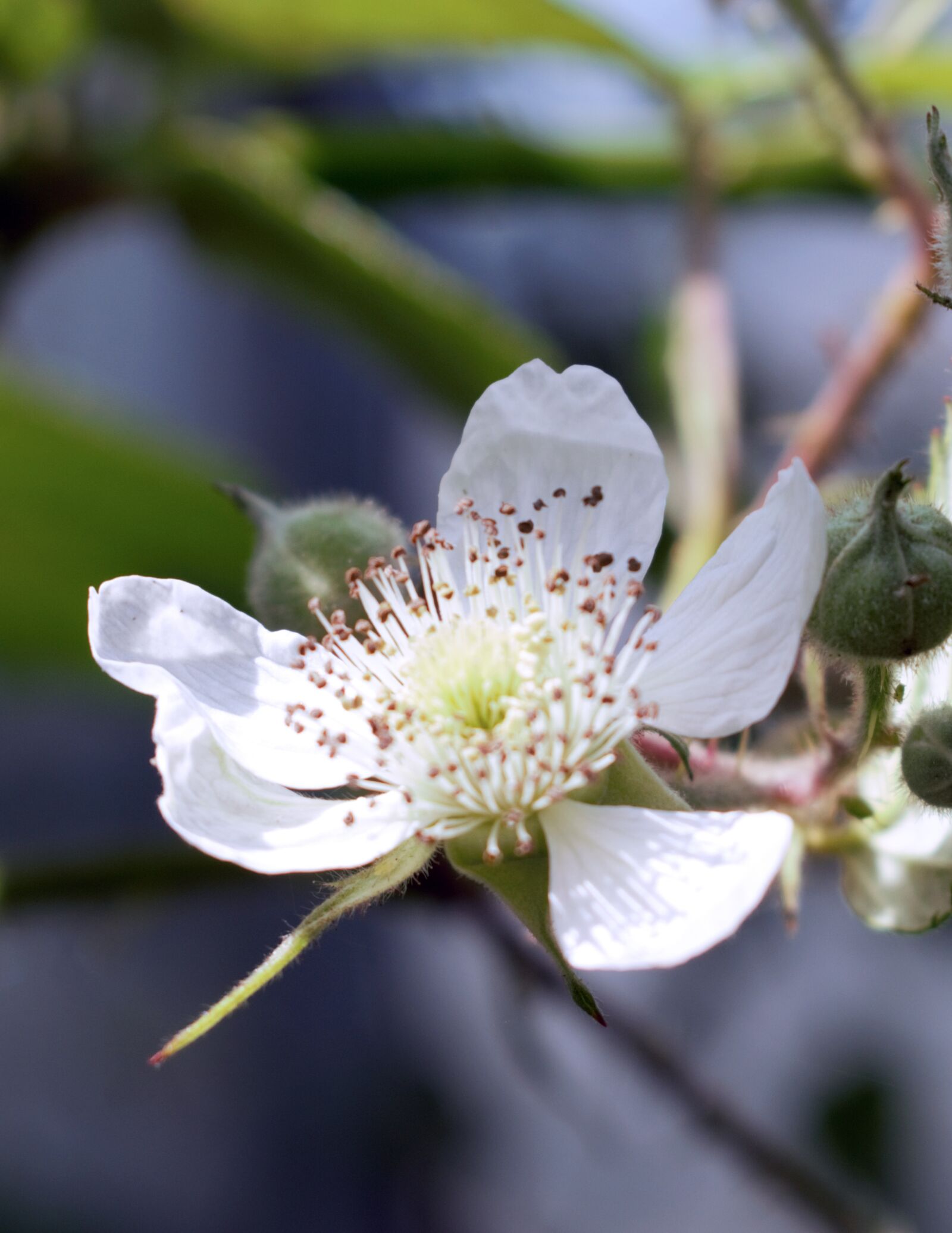 Nikon D3300 sample photo. White, flower, nature photography