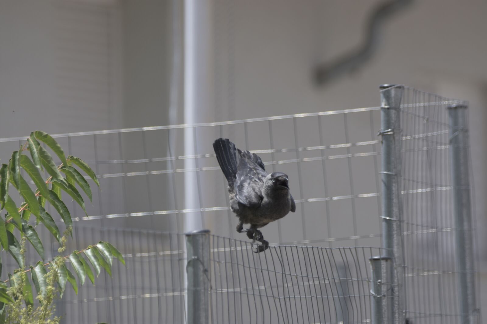Nikon D7200 sample photo. Corvus cornix, play, bird photography