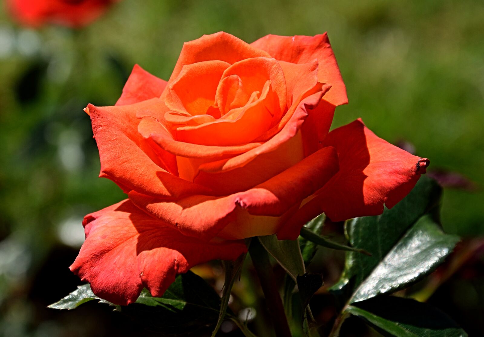 Nikon D3300 sample photo. Rose, red, blossom photography