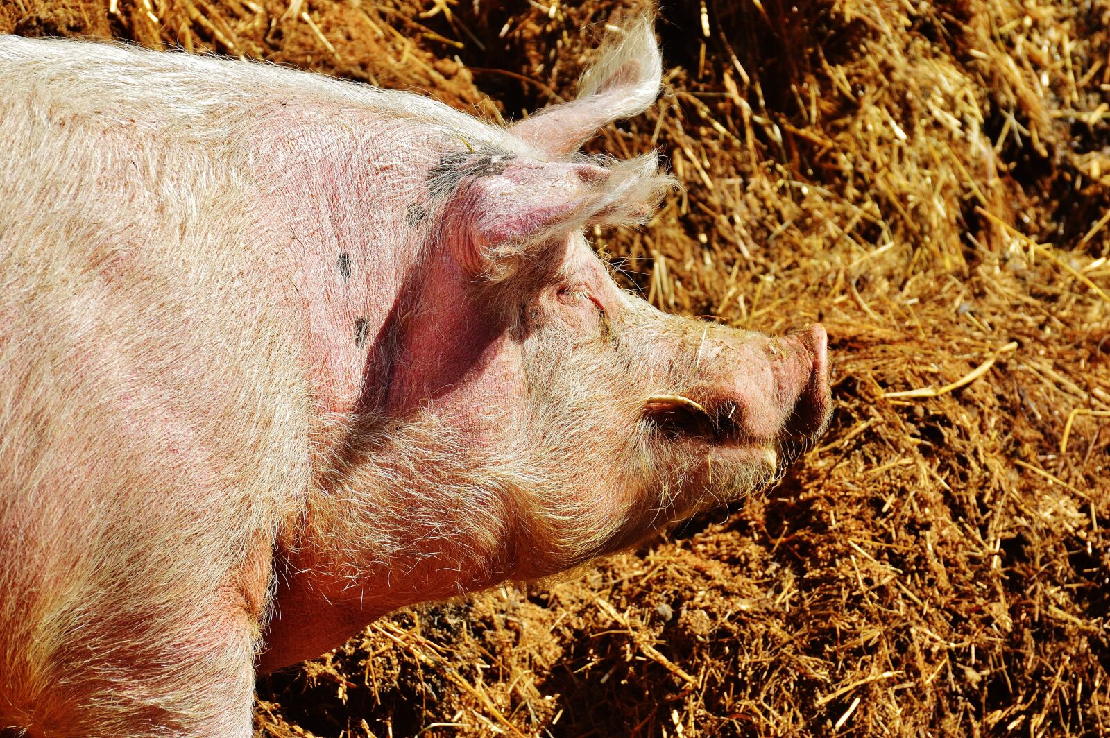 Nikon D3200 sample photo. Pig, good aiderbichl, sanctuary photography