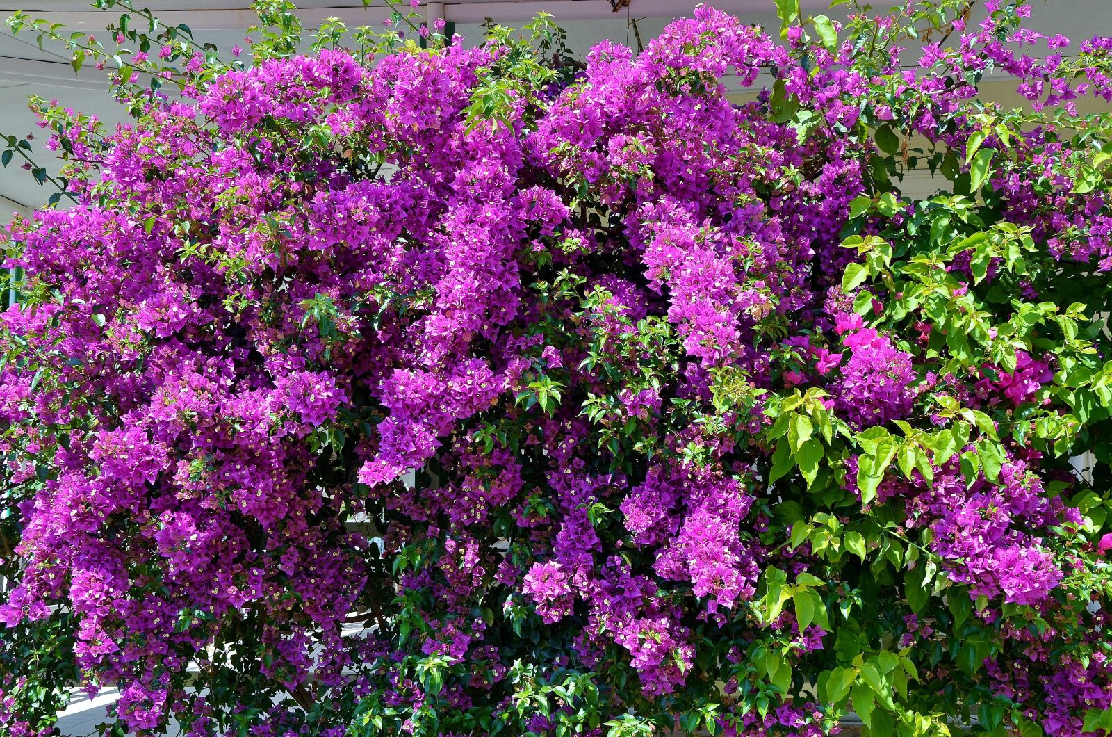 Nikon D7000 sample photo. Flower, spring, summer photography