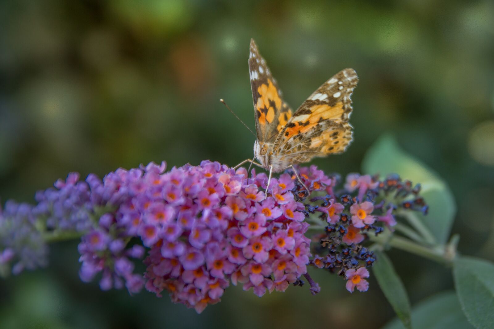 Sony SLT-A77 sample photo. Butterfly, flower, blossom photography