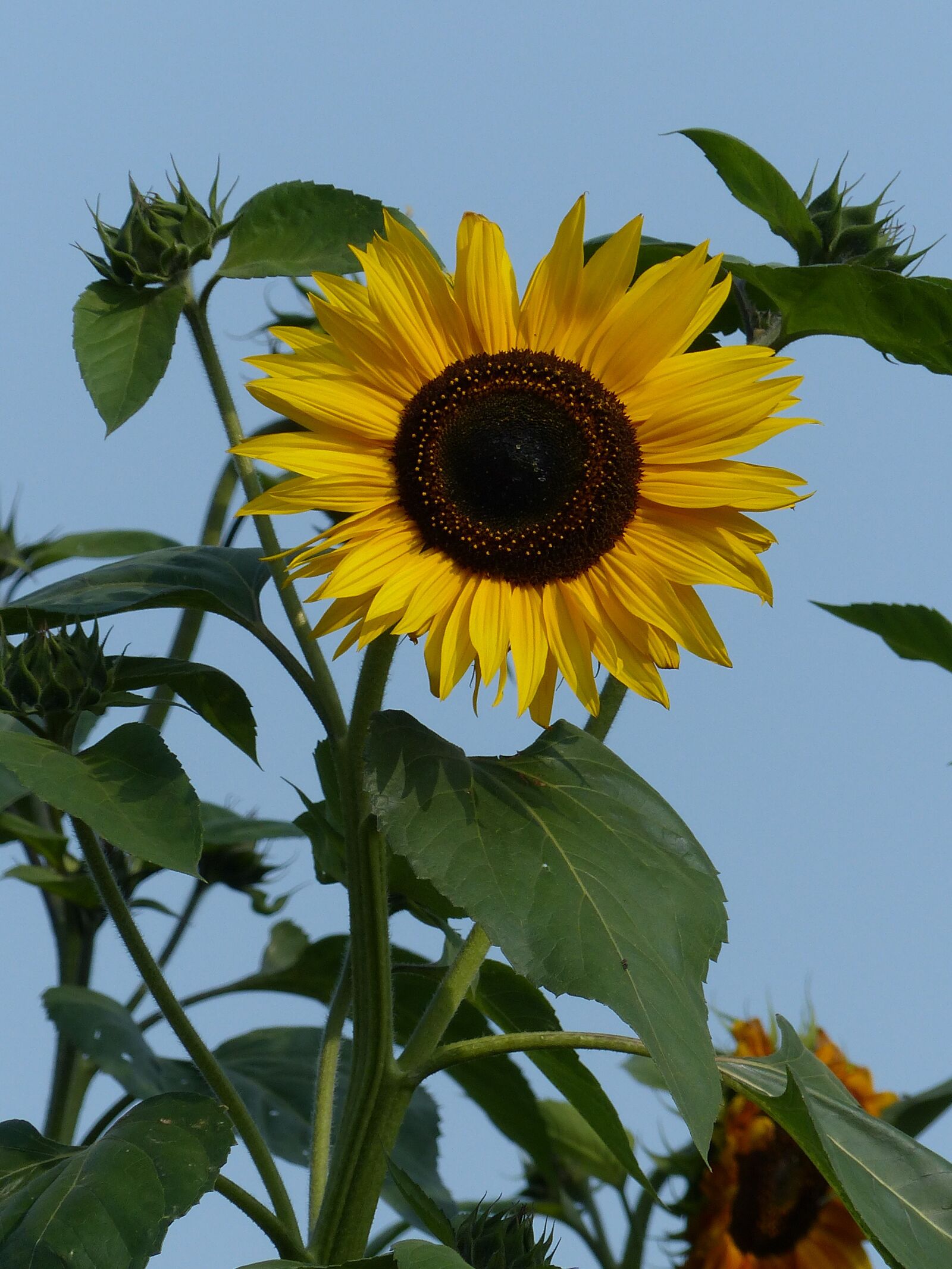 Panasonic Lumix DMC-FZ200 sample photo. Sunflower, flower, yellow photography