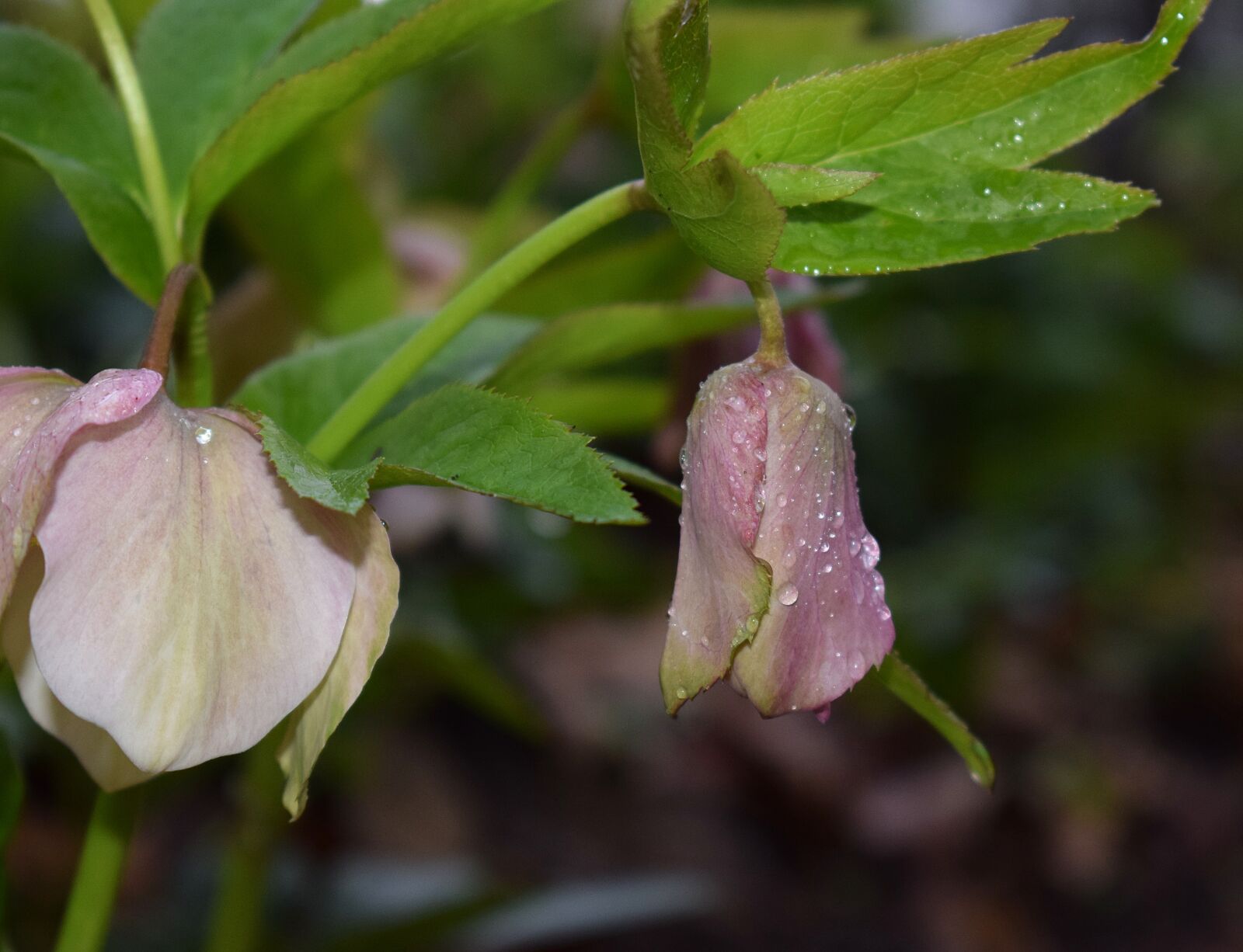 Nikon D3300 sample photo. Pink hellebore with raindrops photography