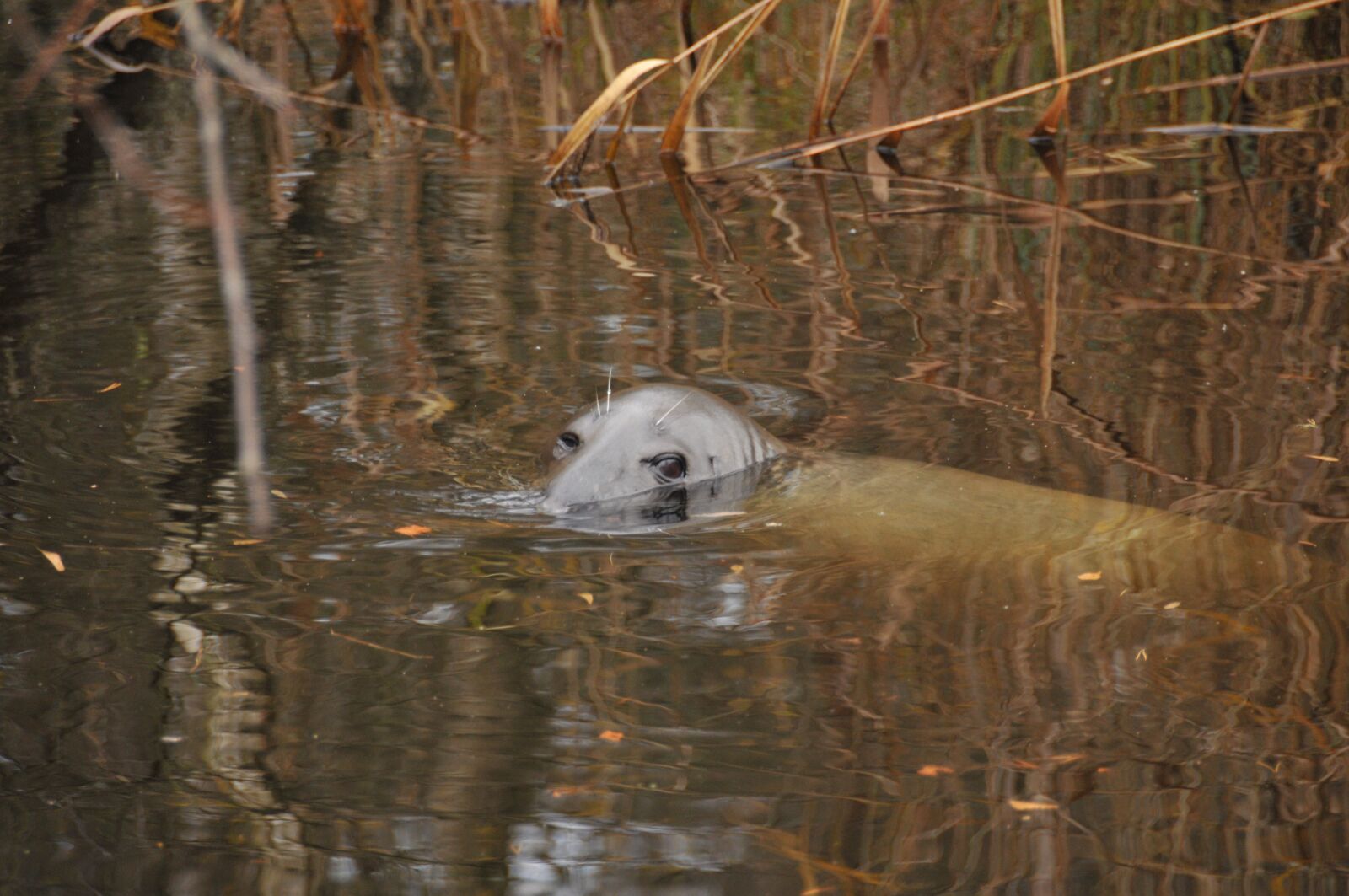 Nikon D300S sample photo. Seal, water, zoo photography