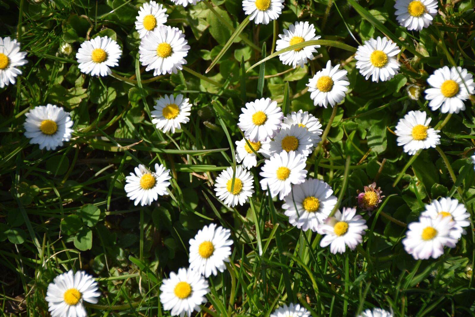 Nikon D3300 sample photo. Flowers, meadow, daisy photography