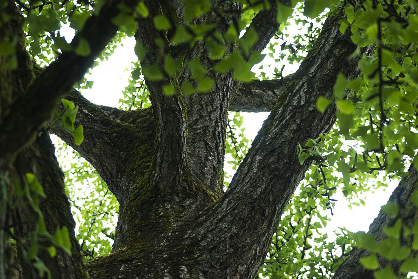 Nikon D80 sample photo. Tree, branch, thicket photography